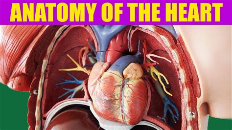 heart videos youtube.